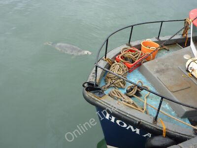 Photo 6x4 Coastal East Lothian : Seal Off The Starboard Bow at Victoria H c2010