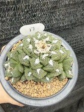 Multi teste Ariocarpus fis var lloydii A·retusus cactus autoradice WYSIWYG 72