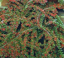 ROCKSPRAY COTONEASTER (cotoneaster horizontalis) A SPREADING SHRUB 20 or40 SEEDS