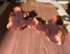 Manzanita Burl Root Ball harvested from California Line fire 2024