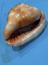 Red Helmet Shell Cypraecassis Rufa “Cameo” 6” Orange & Purple Hues Bullmouth