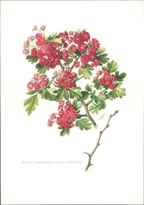 Druck. Rotdorn. Crataegus monogyna Jacq. f. flore rubro Offset-Lithographie. Gro