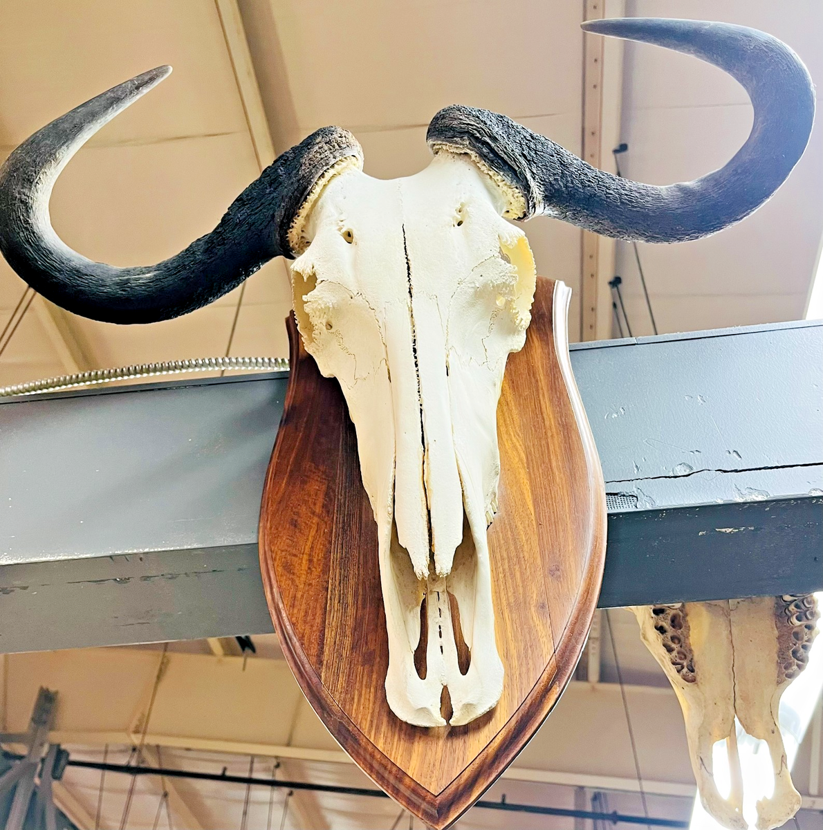 African Blue Wildebeest Skull Horn Mount Taxidermy, Wooden Plaque