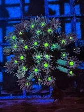 CE- WYSIWYG Alien Eye Rainbow Goni Frag - Live Coral Frag LPS SPS #RZC8