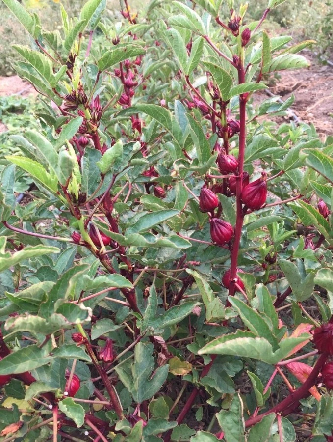Red Roselle Starter Plant - 8in Tall - 4in Pot - Hibiscus Sabdariffa - Image 4 of 4