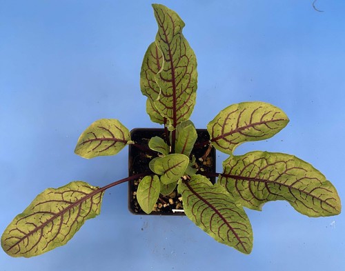 Red Veined Sorrel Starter Plant - Rumex sanguineus - Bloody Dock - Picture 5 of 5