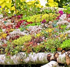200+ SEDUM SEEDS AUTUMN MIX SUCCULENT GROUND COVER 🌱 | STONECROP FREE SHIPPING!