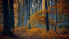 Landscape nature trees forest fall branch leaves yellow Custom Gaming Mat Desk