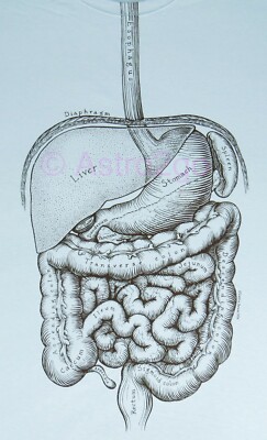 DIGESTIVE SYSTEM-Leslie Arwin Human Anatomy Guts Biology Science T shirt S-2XL