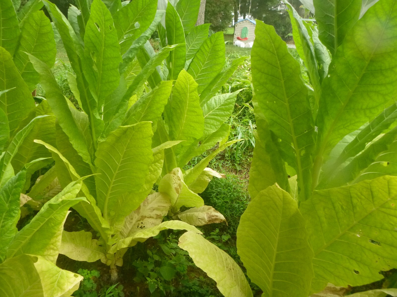 Golden Burley Heirloom Tobacco Seed 1,000+ Seeds HUGE YIELDS! eBay