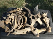 LargeLot Hog Boar Pig Bones Pelvis Leg Ribs Shoulder Blades Oddities Curiosities