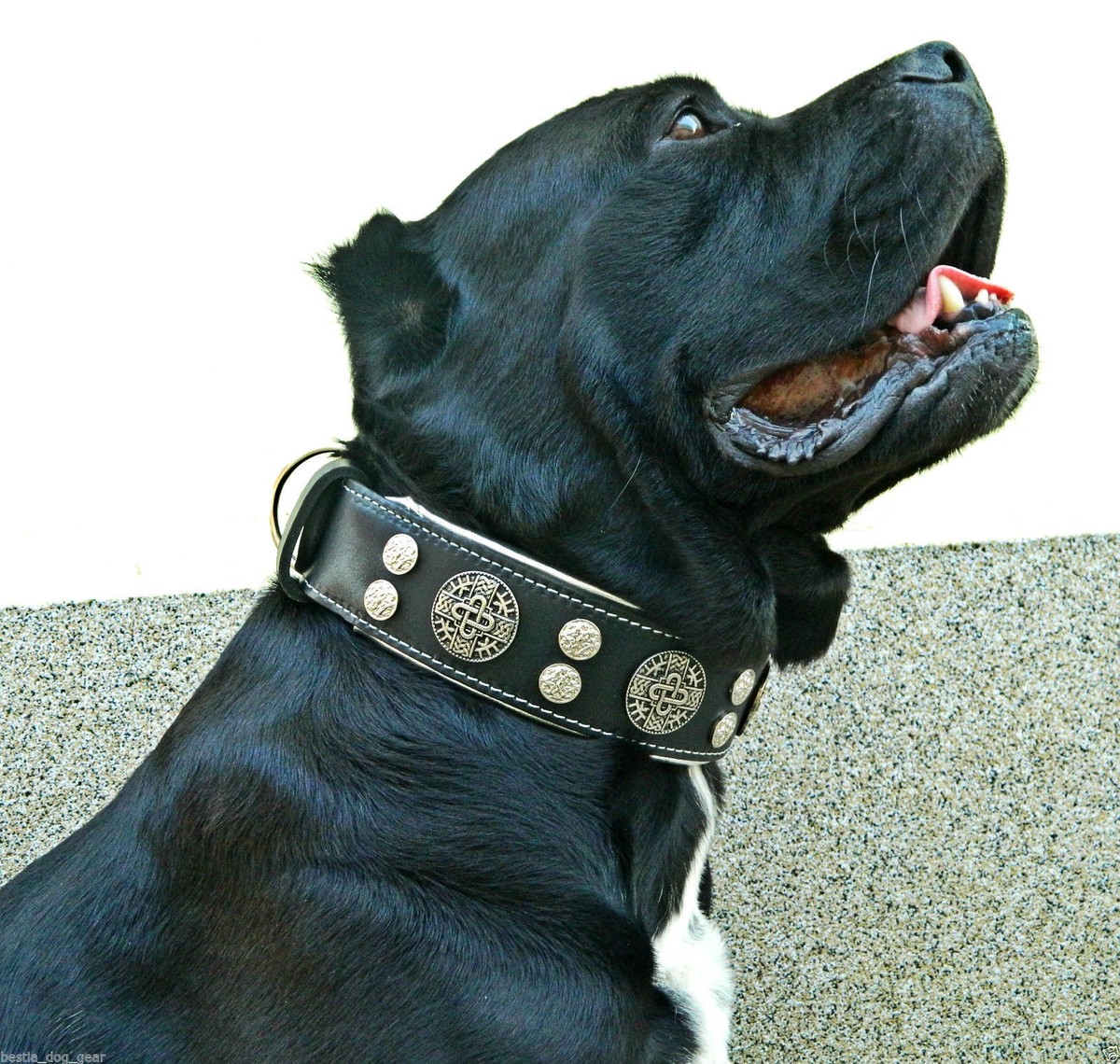 Bestia Maximus Hundehalsband – 100% Echtleder, 6,3 Cm Breit, Gepolstert, Für Große Hunde, Handarbeit Aus Europa