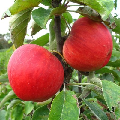 Säulenapfel 1a-plant 'Jarle'  