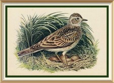 70+yr Old 1947 Vintage Lithograph TUNNICLIFFE Wall Art Bird Print SKYLARK BIRD