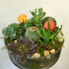 Mixed Rare Stone Cactus Seeds, Succulent Seeds, 100pcs/Pack