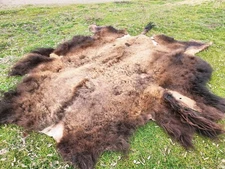 Fresh Tanned Wild Montana Yellowstone Bison Buffalo Robe Blanket Leather Antler