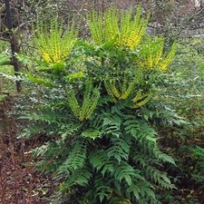 Mahonia Media Winter Sun Oregon Grape Outdoor Evergreen Shrub Hardy