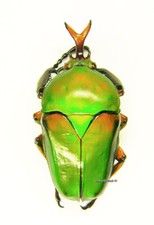 標本 Zaire Eudicella ducalis 47mm Eudicella for collectors | rare Cetoniidae