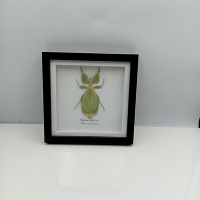Walking Leaf Insect (Phyllium celebicum) Entomology Shadow Box Frame 18cm