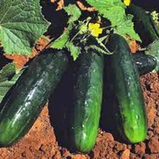 CUCUMBER SEED, STRAIGHT EIGHT, HEIRLOOM,  NON GMO, 100 SEEDS, GARDEN
