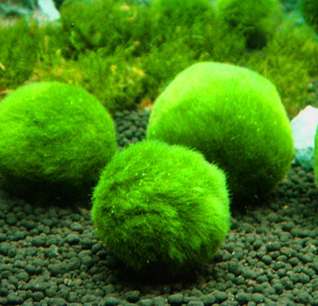 Ampullarie Gold Viola per Acquario foto 3