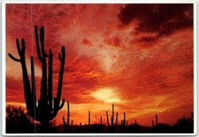 Postcard - Giant Saguaro Cactus Silhouetted Against an Arizona Sunset, USA