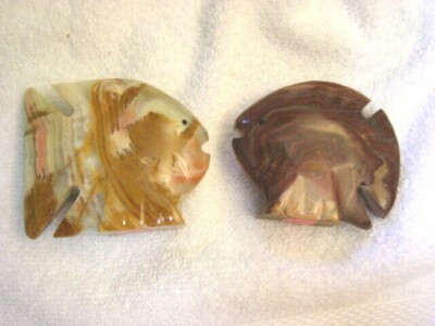 Onyx angel fish 3 inch banded onyx 10 fish per lot free priority shipping