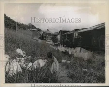 1963 Press Photo A young girl puts wash out to dry on grass in Panama City