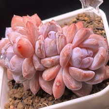 Exact Plant, Echeveria Orange Monroe, Laui × Colorata, Succulent Plant
