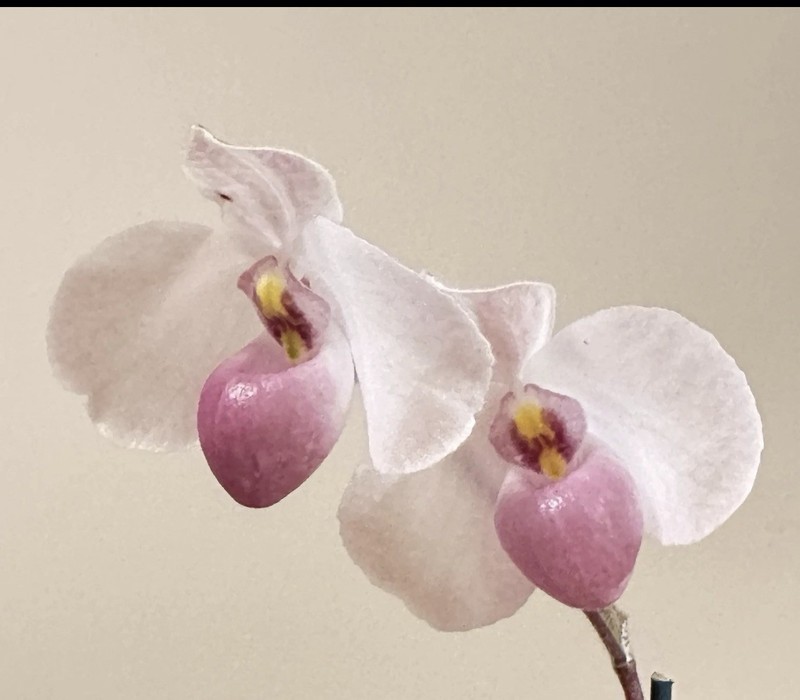 RARE  EXTRAORDINARY VARIEGATED PAPHIOPEDILUM DELANATII Orchid Plant