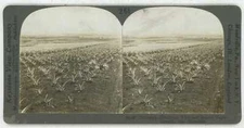 Hawaii ~ HONOLULU ~ Pineapple Plantation Stereoview 20552 ve261c