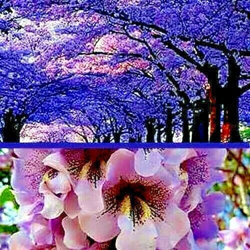 Paulownia tomentosa Royal Empress Tree, Princess Tree 5,000 seeds