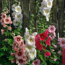 Hollyhock Single Mix Perennial 6 Plug plants