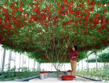 Seeds Tomato Tree Vegatable High Yield 30 kg Bush NON-GMO Organic Heirloom 