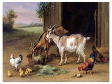 Farm Ranch Fowl Cock Goat Chickens Tile Mural Kitchen Backsplash Marble Ceramic