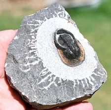 Harpes perradiatus trilobite, from Morocco #3