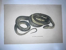 1864 Antique Hand Colored Lithograph Burgersdijk Fine Reptile Snake Python