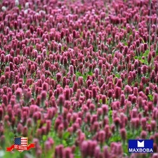 Crimson Clover - Cover Crop Seeds Non-GMO Heirloom