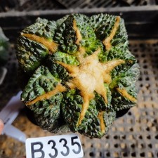Not taking root-  big   Ariocarpus    - /gardening supplies