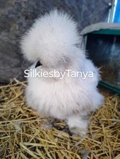6  Fertile Silkie Chicken Hatching Eggs. Frizzles/ Satins Possible. Variety.