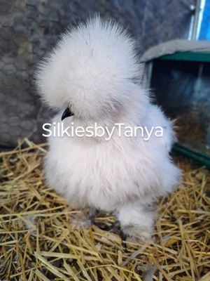 SILKY 6+ Fertile Bantam Silkie Chicken Hatching Eggs. Frizzles/ Satins Possible.