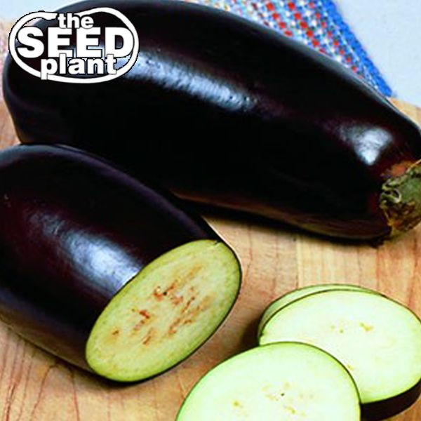 Black Beauty Eggplant Seeds - 75 SEEDS NON-GMO