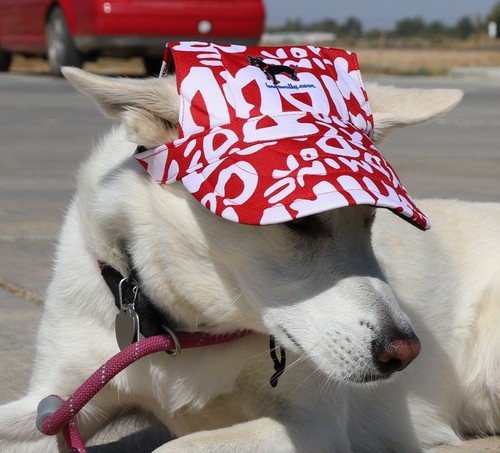 Hund Outdoor Haustier Hut rot Druck verstellbar LoveWally authentisch USA Verkäufer Größen  - Bild 8 von 12