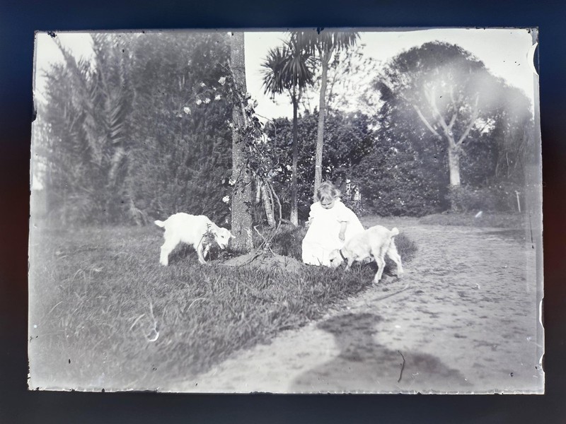 1890s antique GLASS NEGATIVE PHOTO CHILD with GOATS New Zealand estate garden