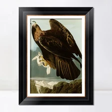 Framed Canvas Giclee Print Series#118 by John James Audubon Wall Art Home Decor