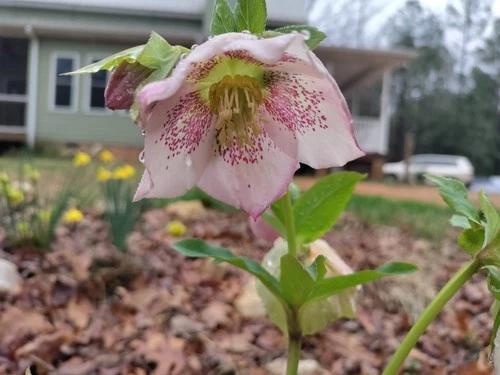 Lenten Rose (Hellebore) plant 3.25" pot - Mixed colors