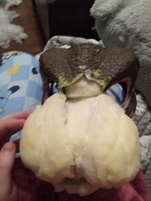 Dog Dino Mask Fursuit Base Jurassic World Halloween Costume Fursuit Head Mask