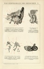 Geh&ouml;r Mensch Anatomie Ohr historische Bildtafel antike Grafik Holzstich ca. 1892