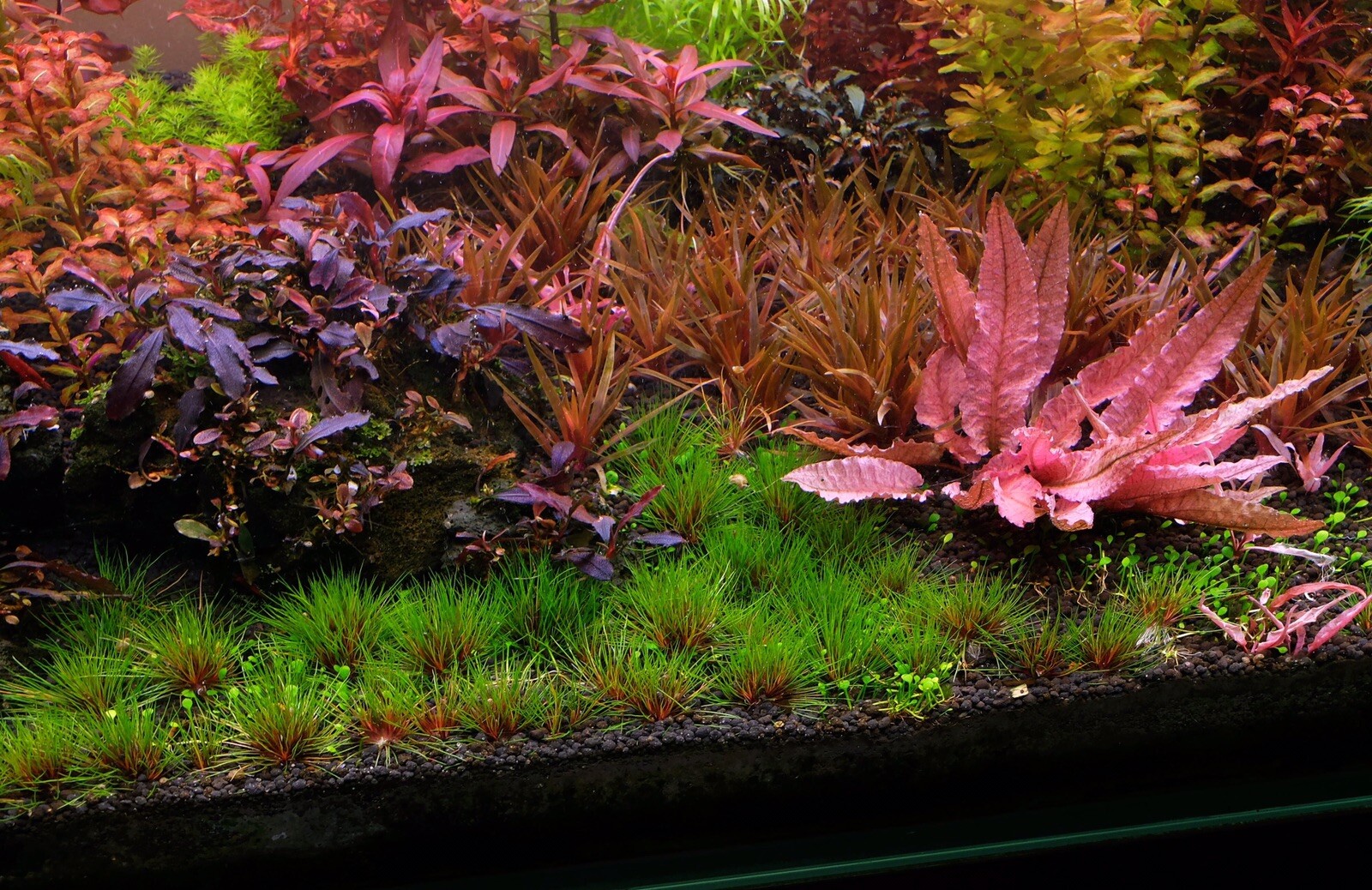 9 species 50 Stems Live Aquarium Plants great and colorful variety Live