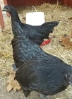 ●6 Fresh Ayam Cemani Hatching Egg-Rarest Chicken on the Planet Organic Pure
